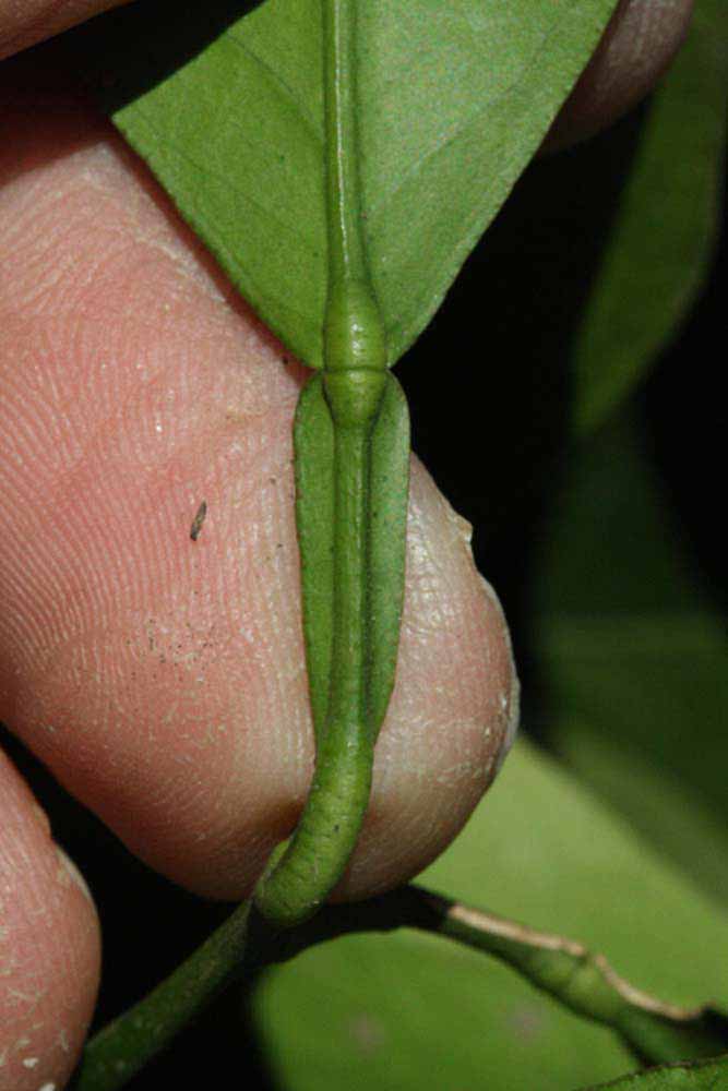              Petiole (Riverside, CA)       